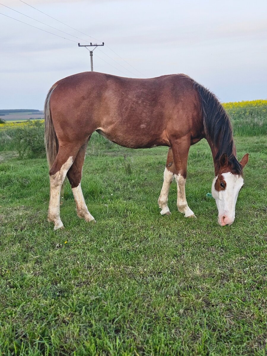 Aph kobylka , paint horse kobylka