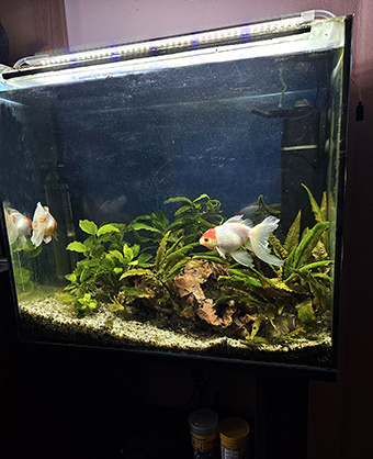 Predám 90 l akvarium