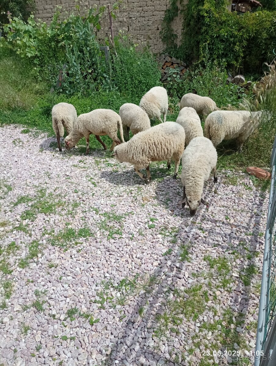 jahnaci na