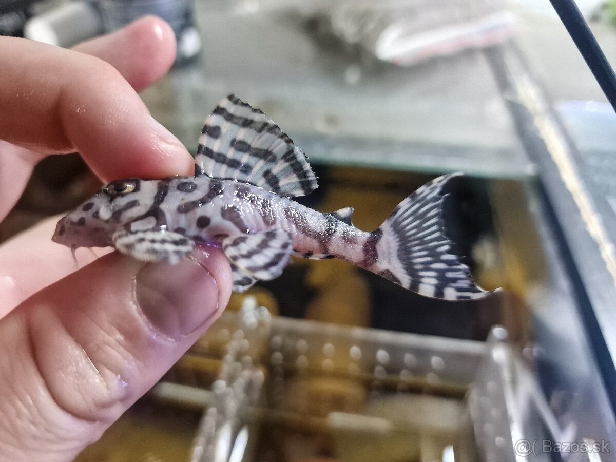Pleco