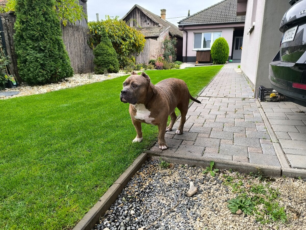American Bully krytie