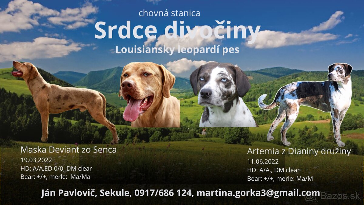 Louisianský leopardí pes s PP