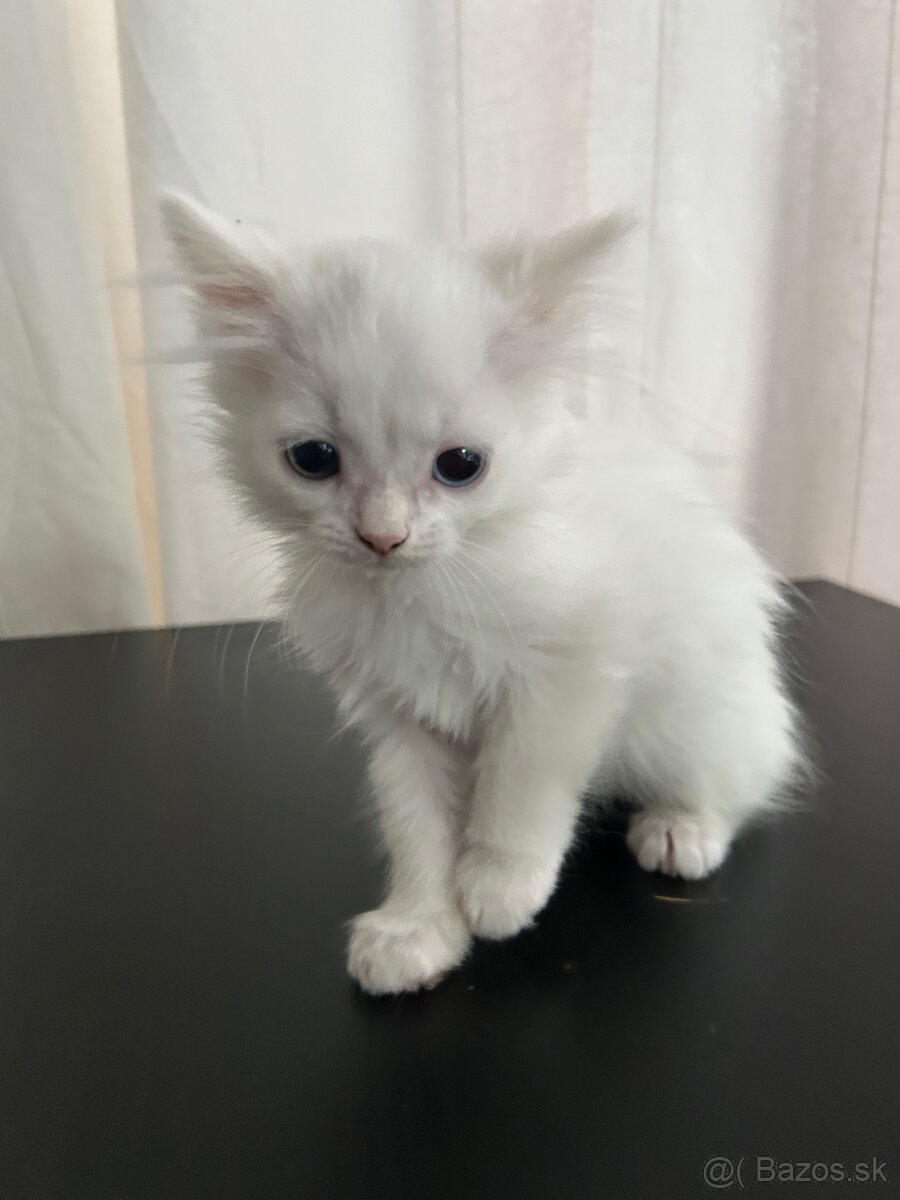 Predám bielu macicku Turecka angora