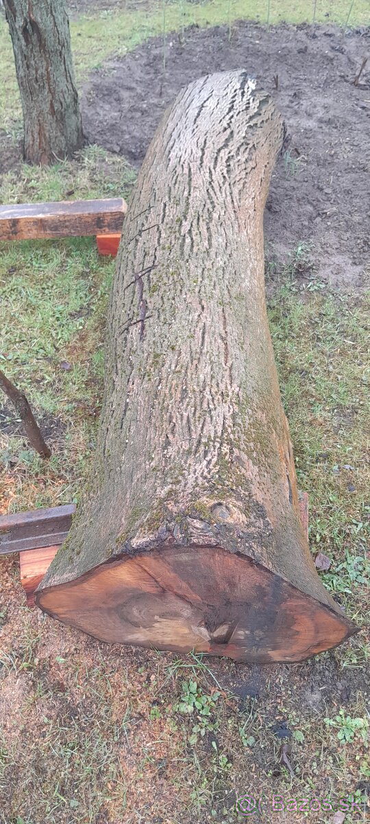 Orechový peň