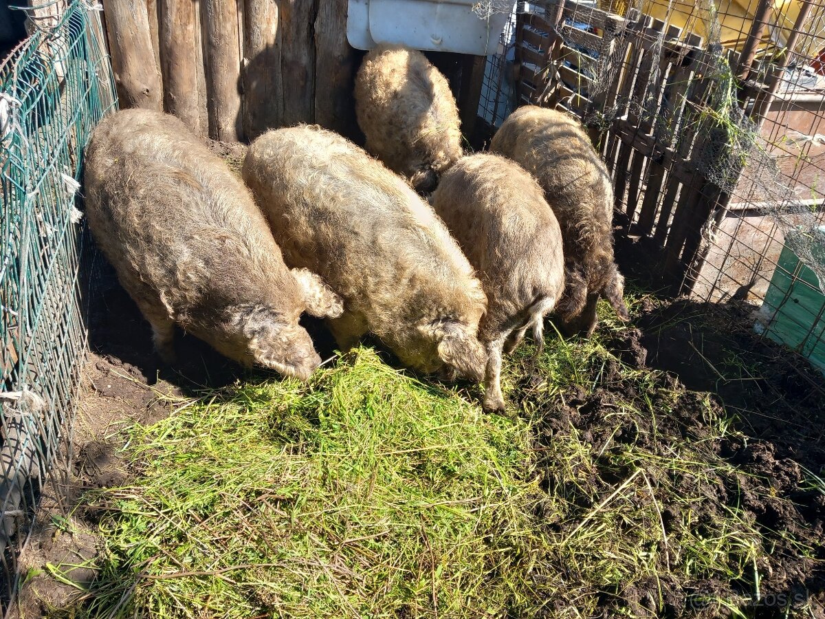 Mangalica durok na predaj