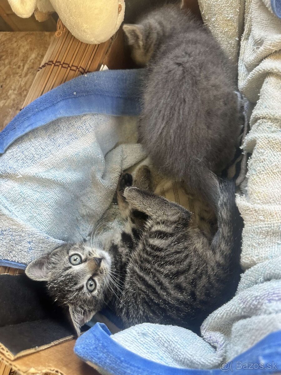 Maciatka