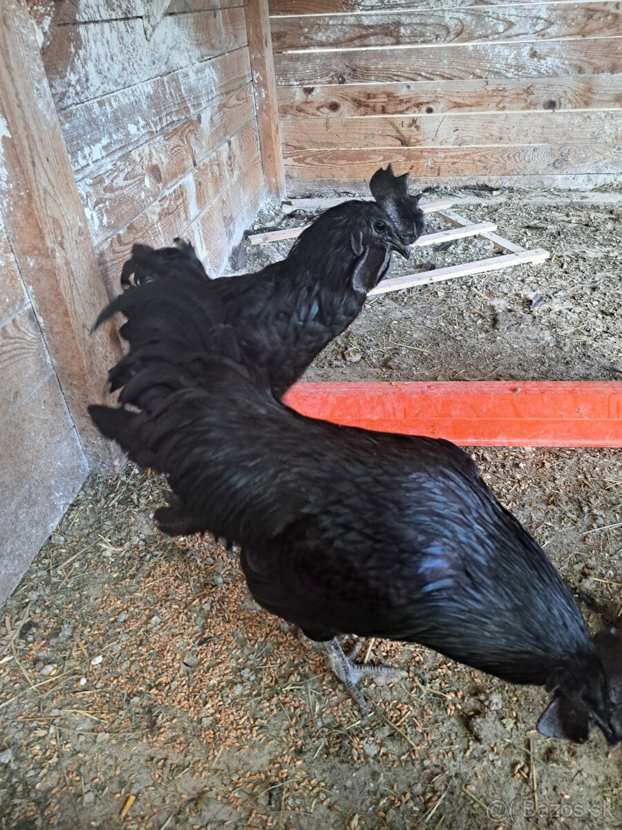Ayam cemani
