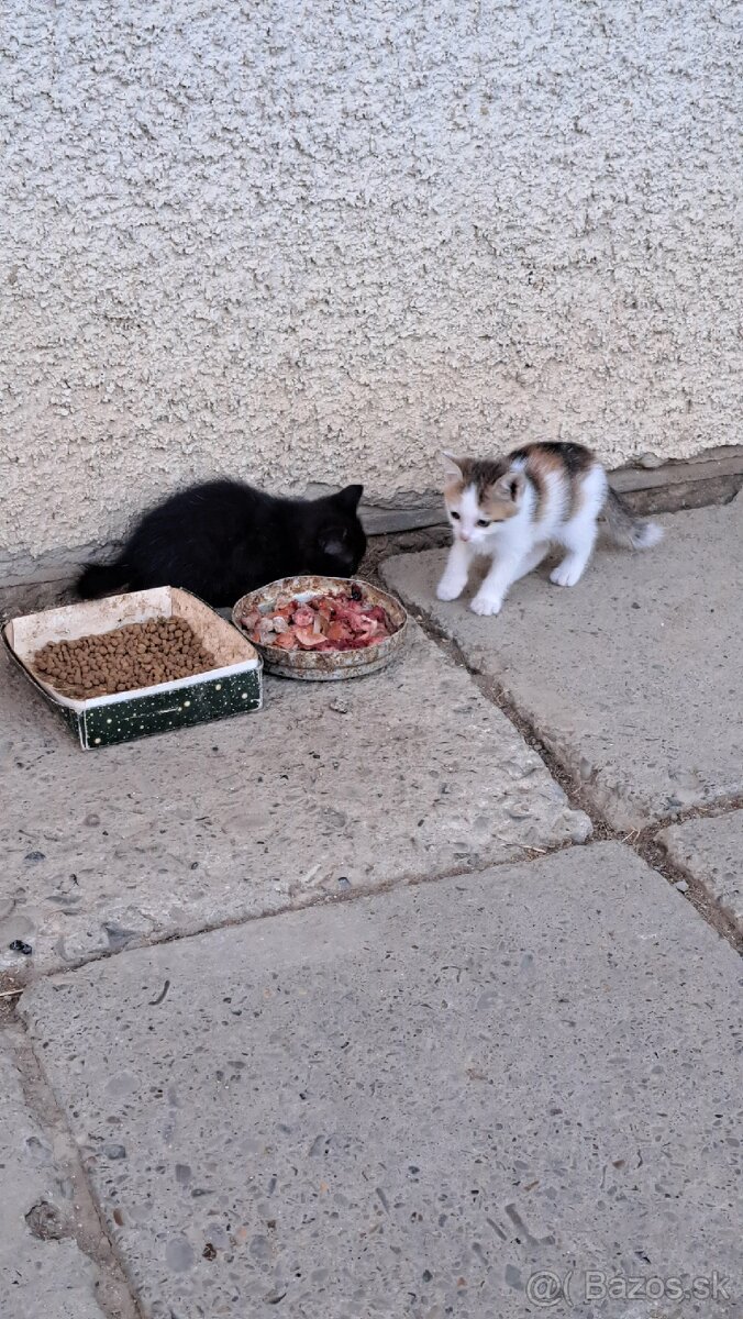 Darujem mačiatka