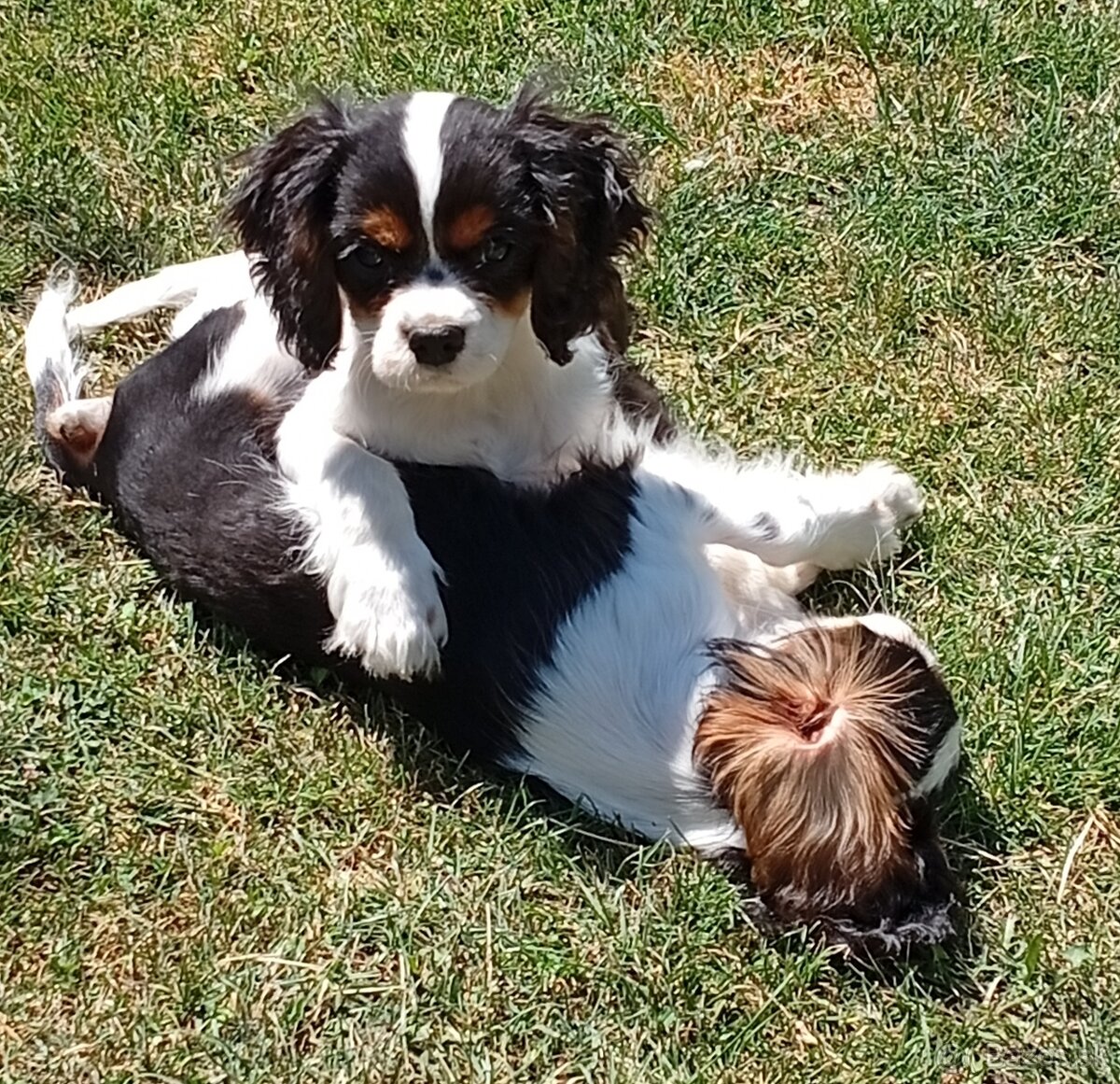 Cavalier, kavalier, cavalier king charles spaniel