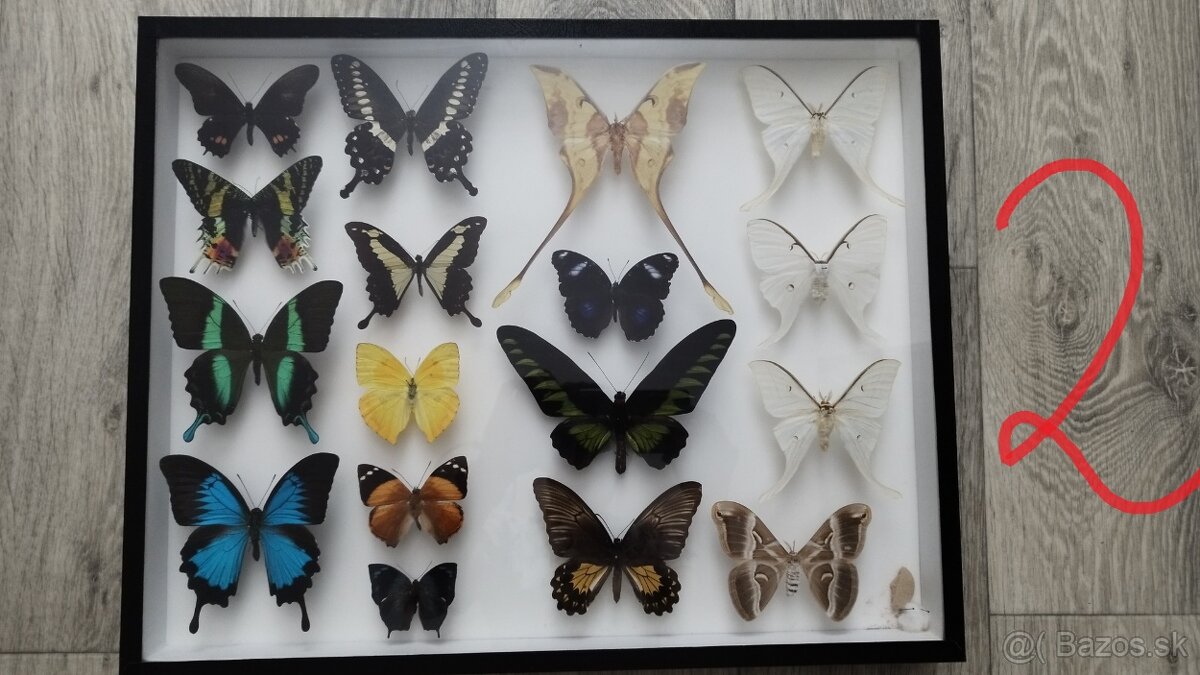 Predam veľkú zbierku hmyz