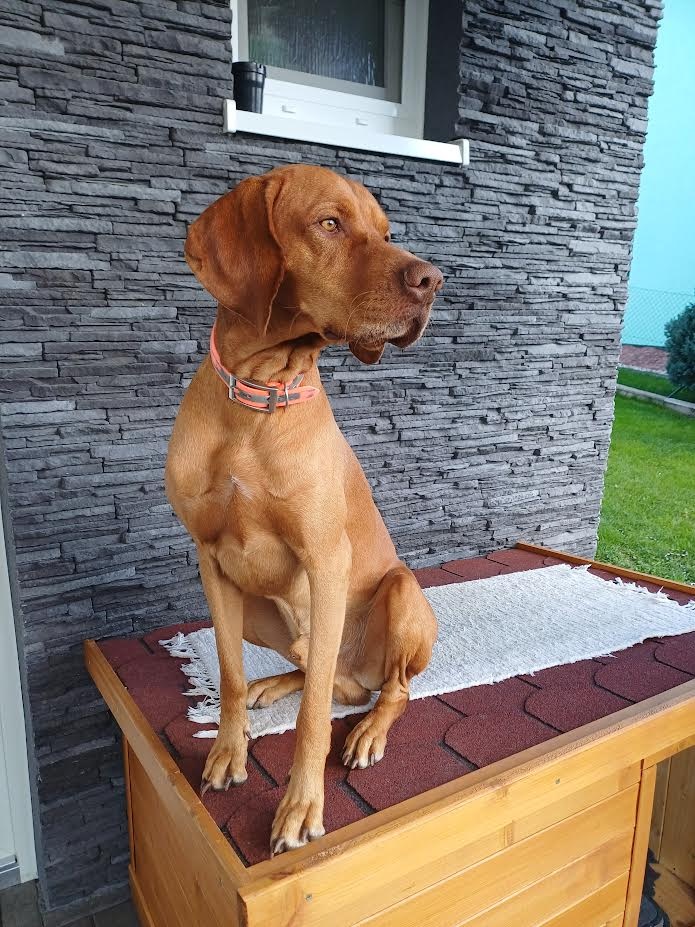 MADARSKA VYZLA-KRYTIE