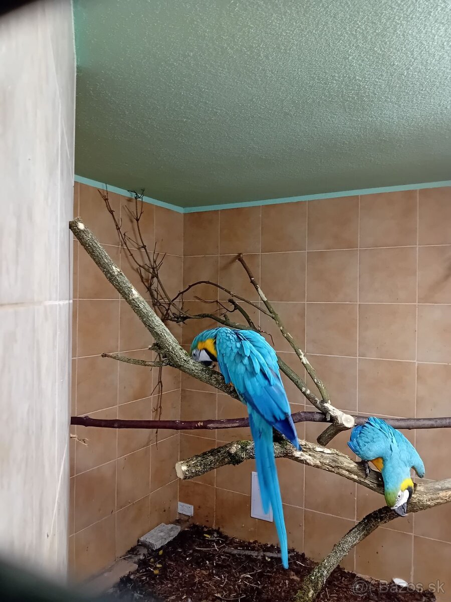 Ara ararauna, Amazoňan modročelý