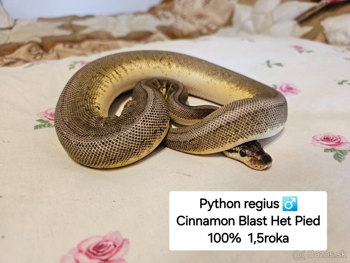 Python Regius a Boa Constrictor