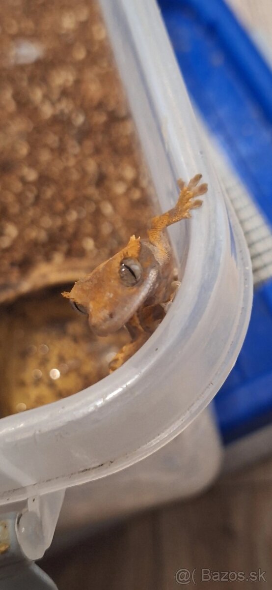 Pagekon riasnatý ( Correlophus ciliatus)