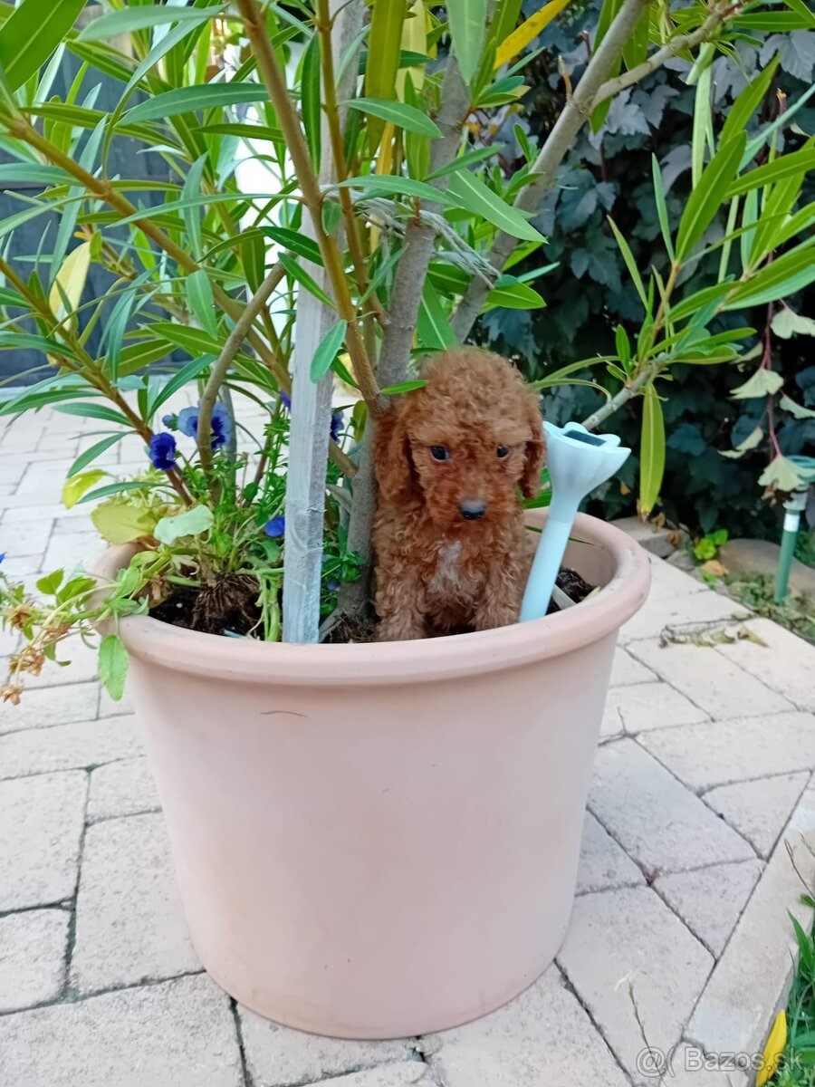 Maltipoo