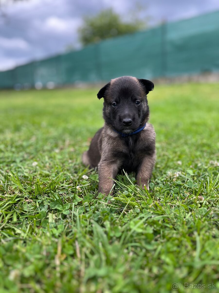 Belgický ovčiak Malinois