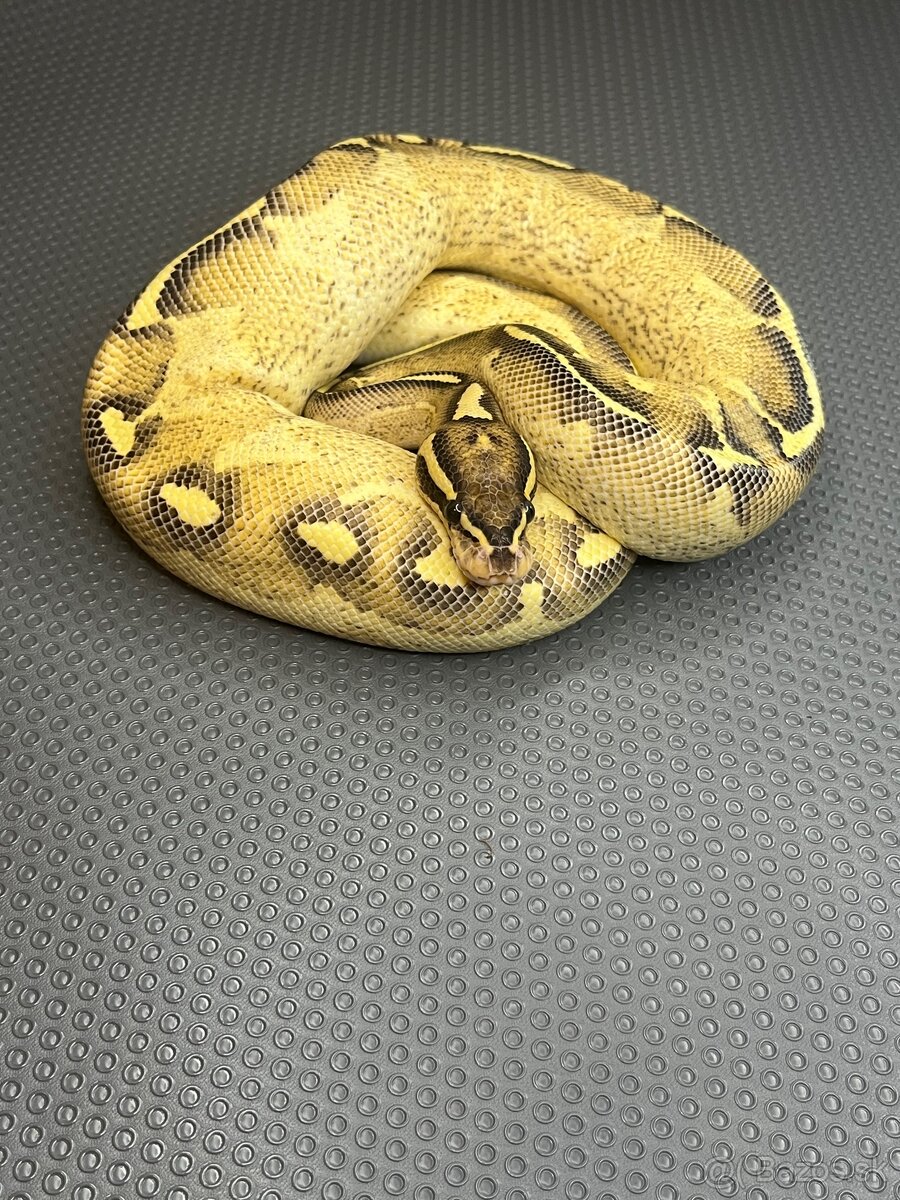 Python regius