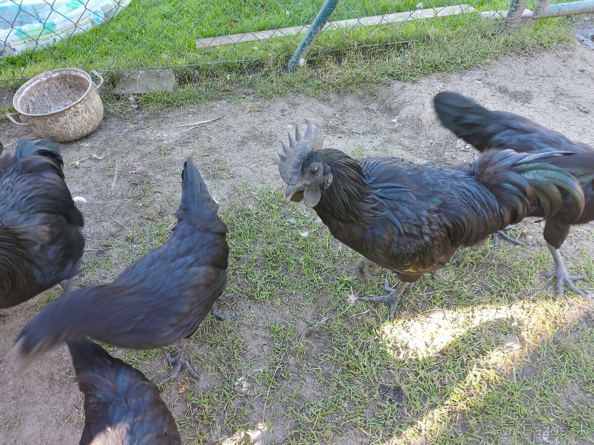 Ayam Cemani
