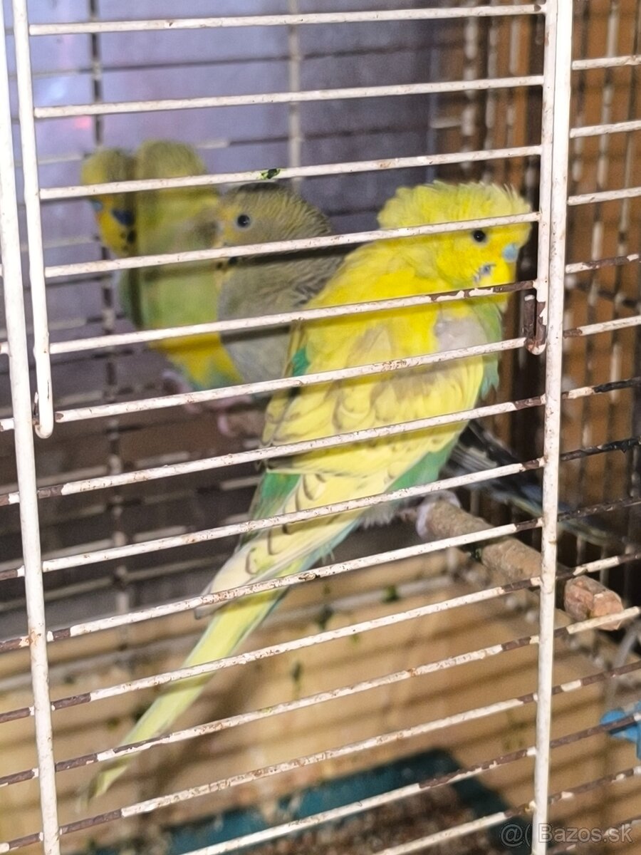 Amdulky