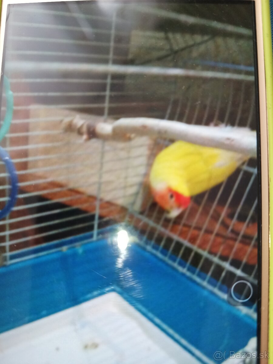 agapornisa ruzovohrdly lutino