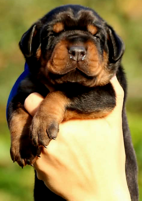 Doberman šteniatka na predaj