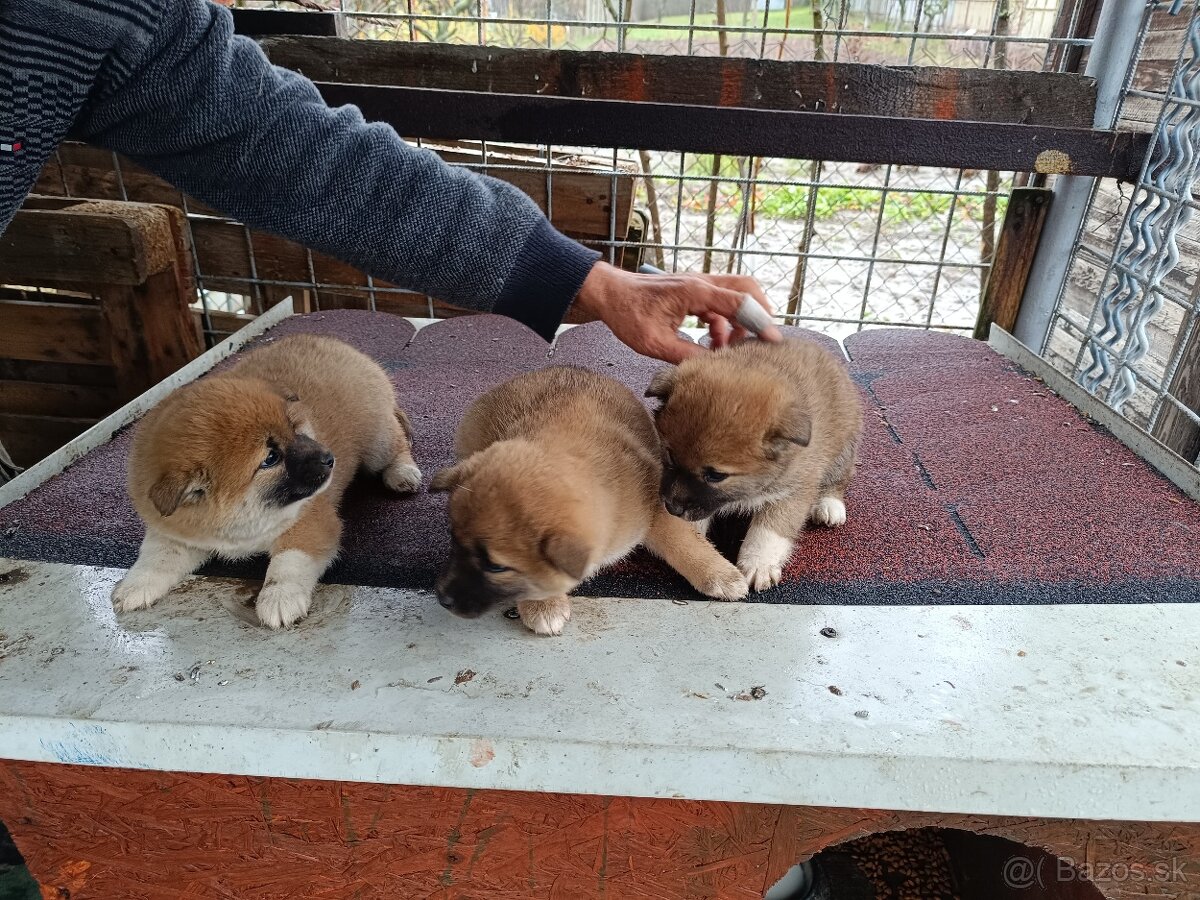 Šteniatka shiba inu