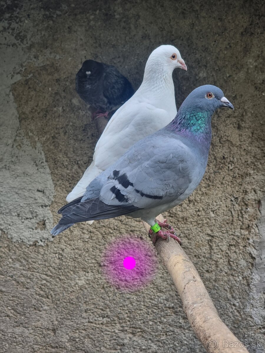 BIELE POŠTOVÉ HOLUBY