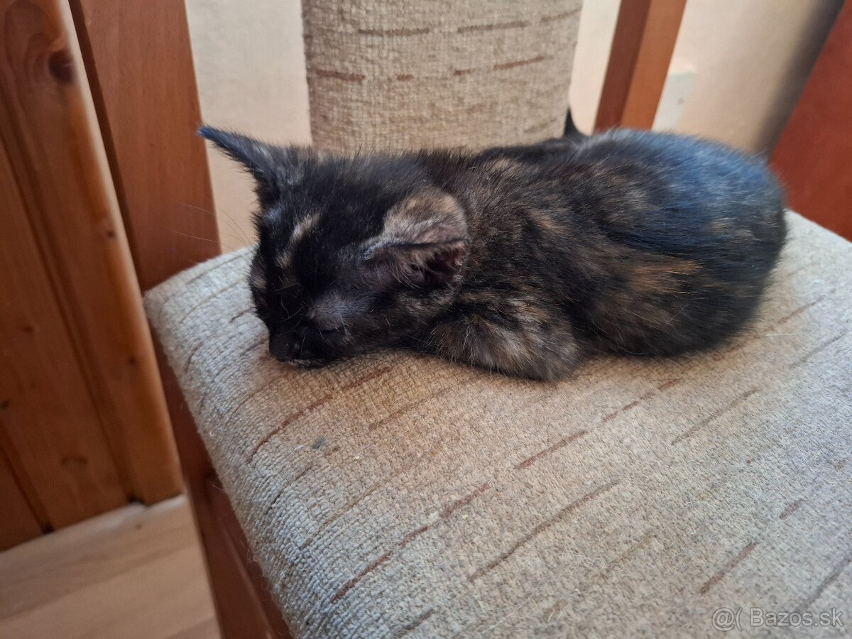 macicka