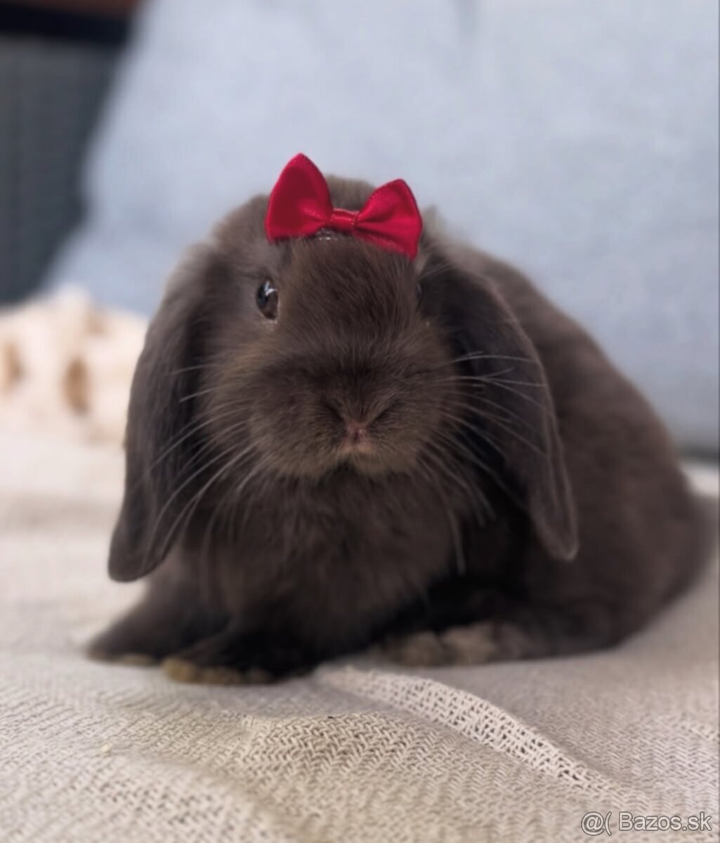 🐰🩷 MINILOP/ ZAKRSLÝ KRÁLIK