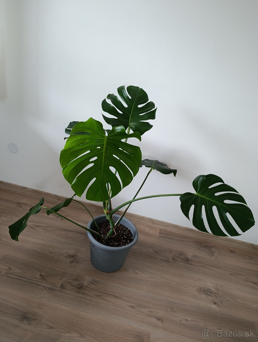 Monstera deliciosa