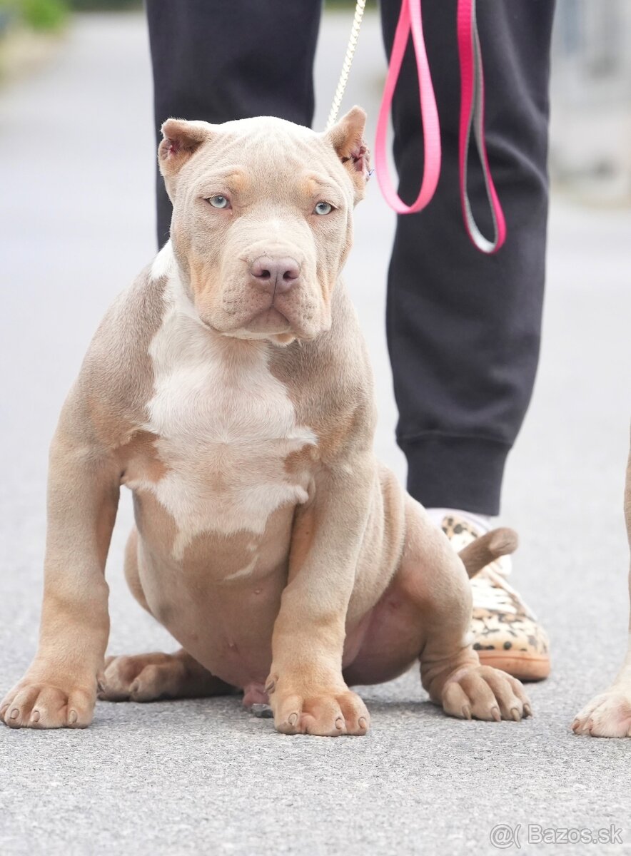 ŠTENIATKA AMERICAN BULLY XL/XXL