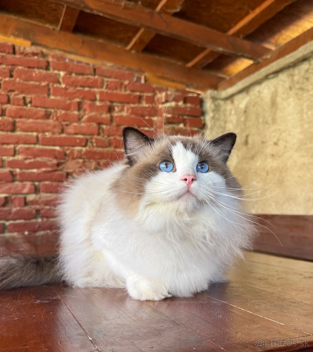 Ragdoll mačiatka s rodokmeňom, s PP FIFE