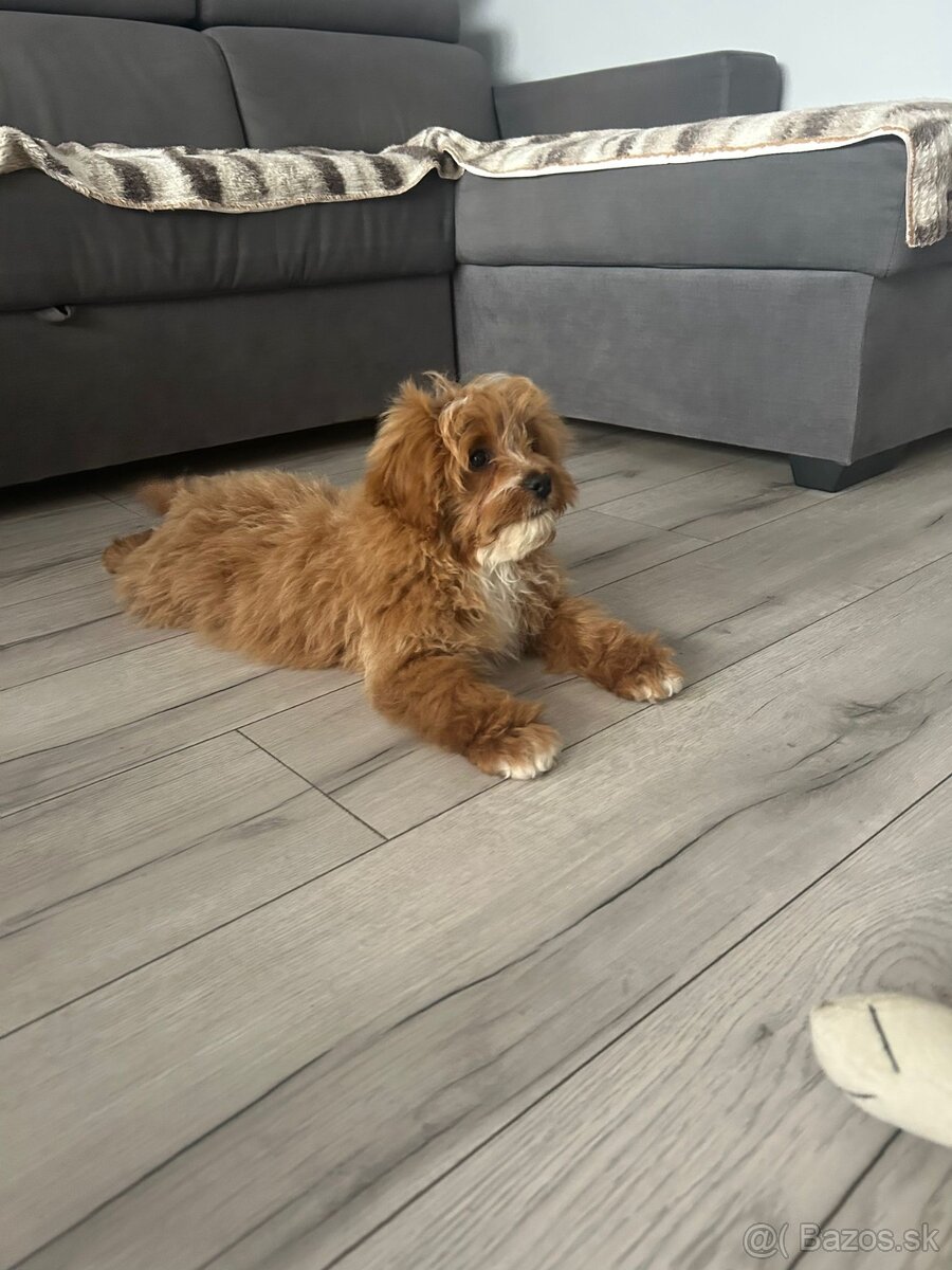 Šteniatko Cavapoo