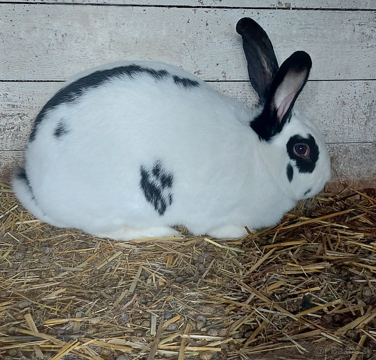 Predam kralika samičku