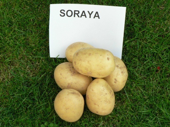 Predám sadbové zemiaky Soraya