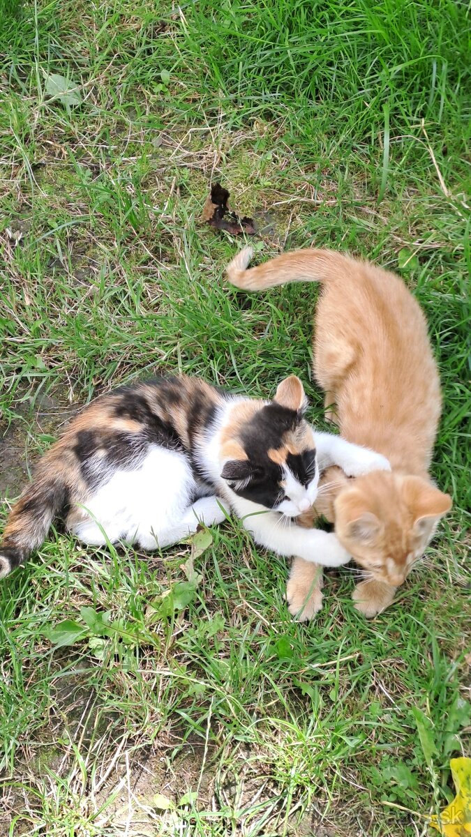 Maciatka do dobrych ruk
