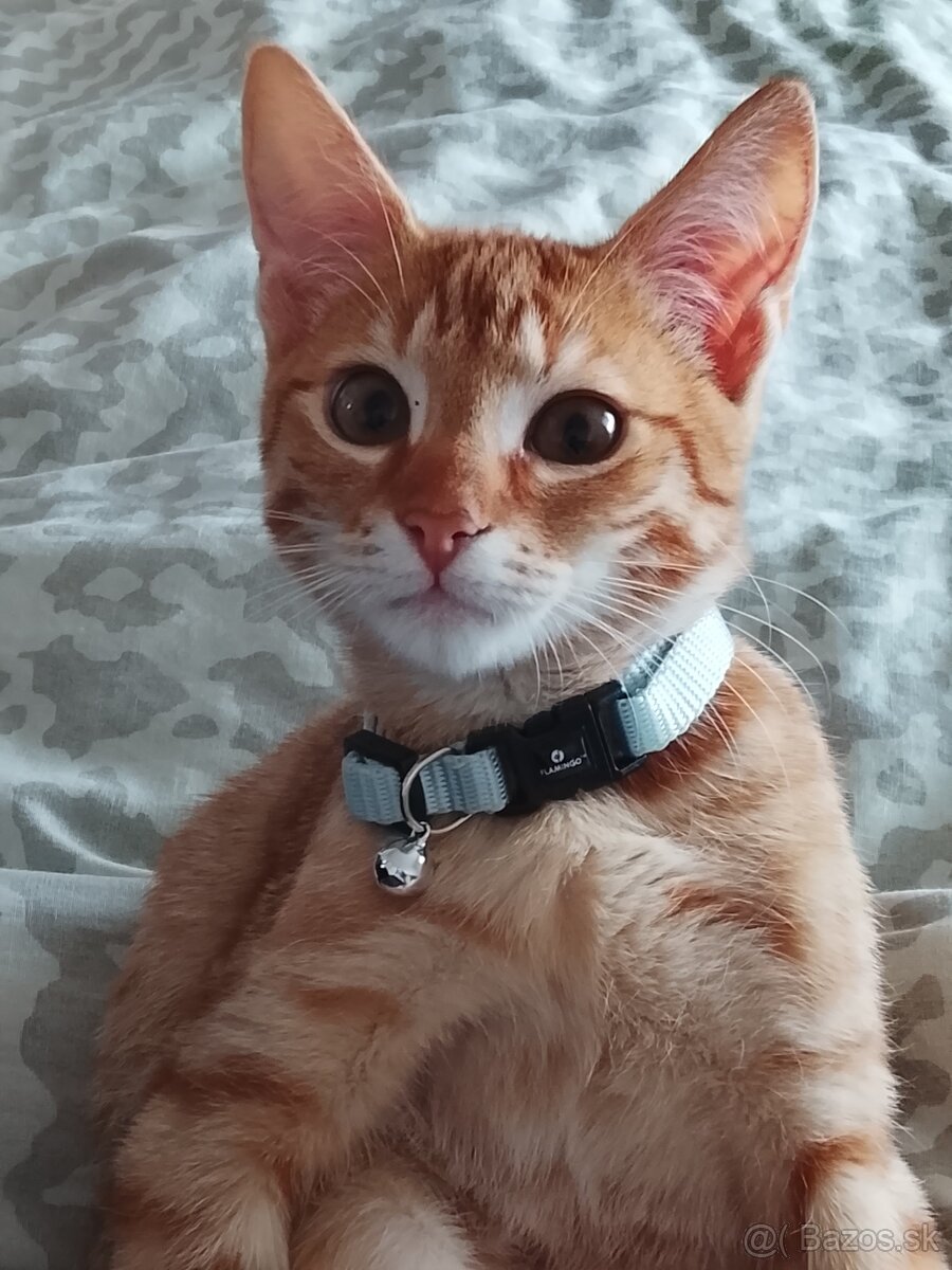 Darujem 5 mesačného kocurika