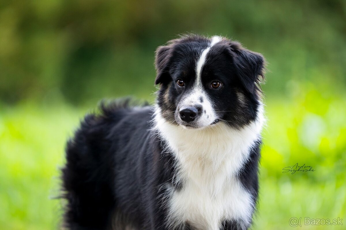 Sam Mini Cofi Capito - chovný pes miniaturní americký ovčák