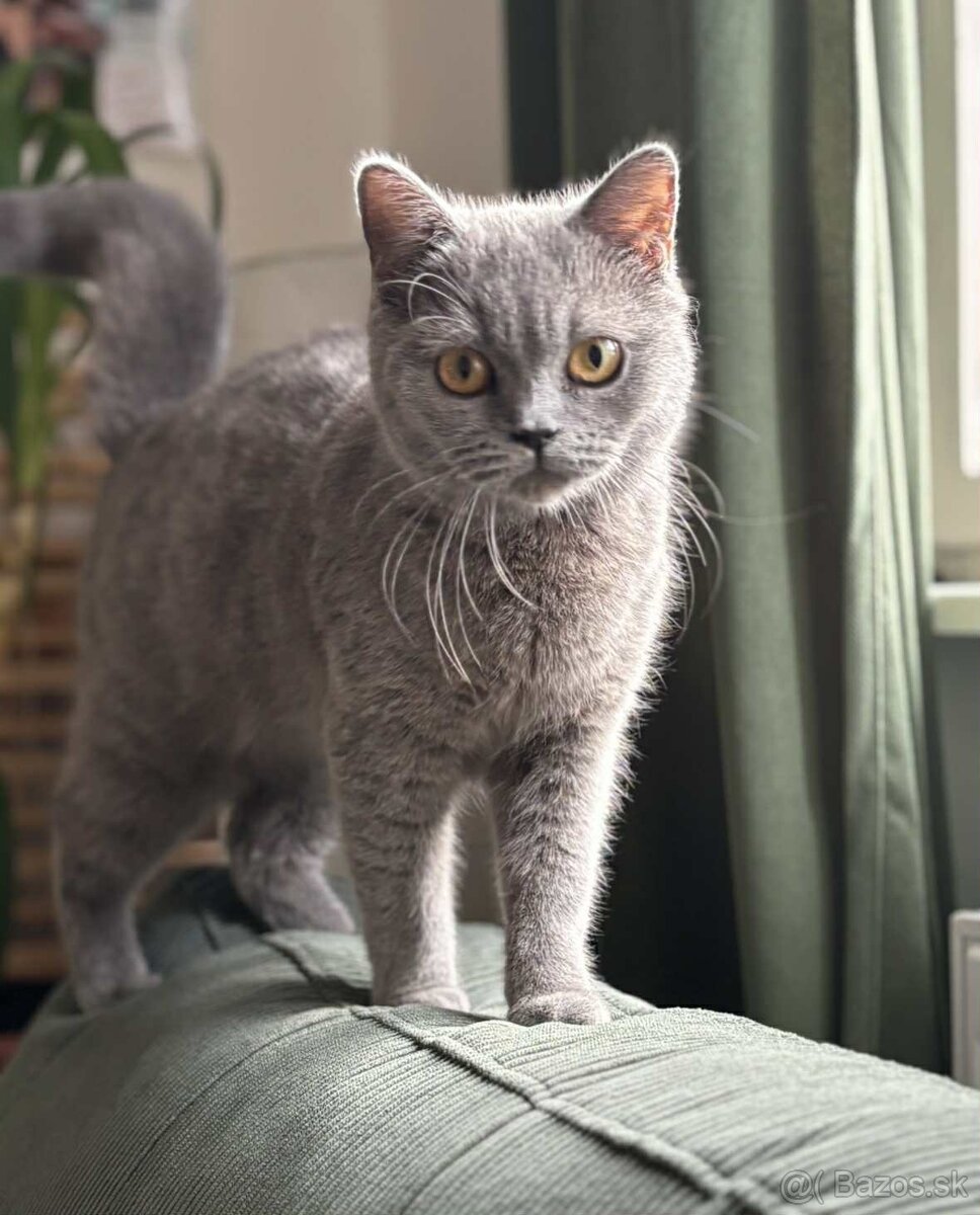 Britská mačka modrá