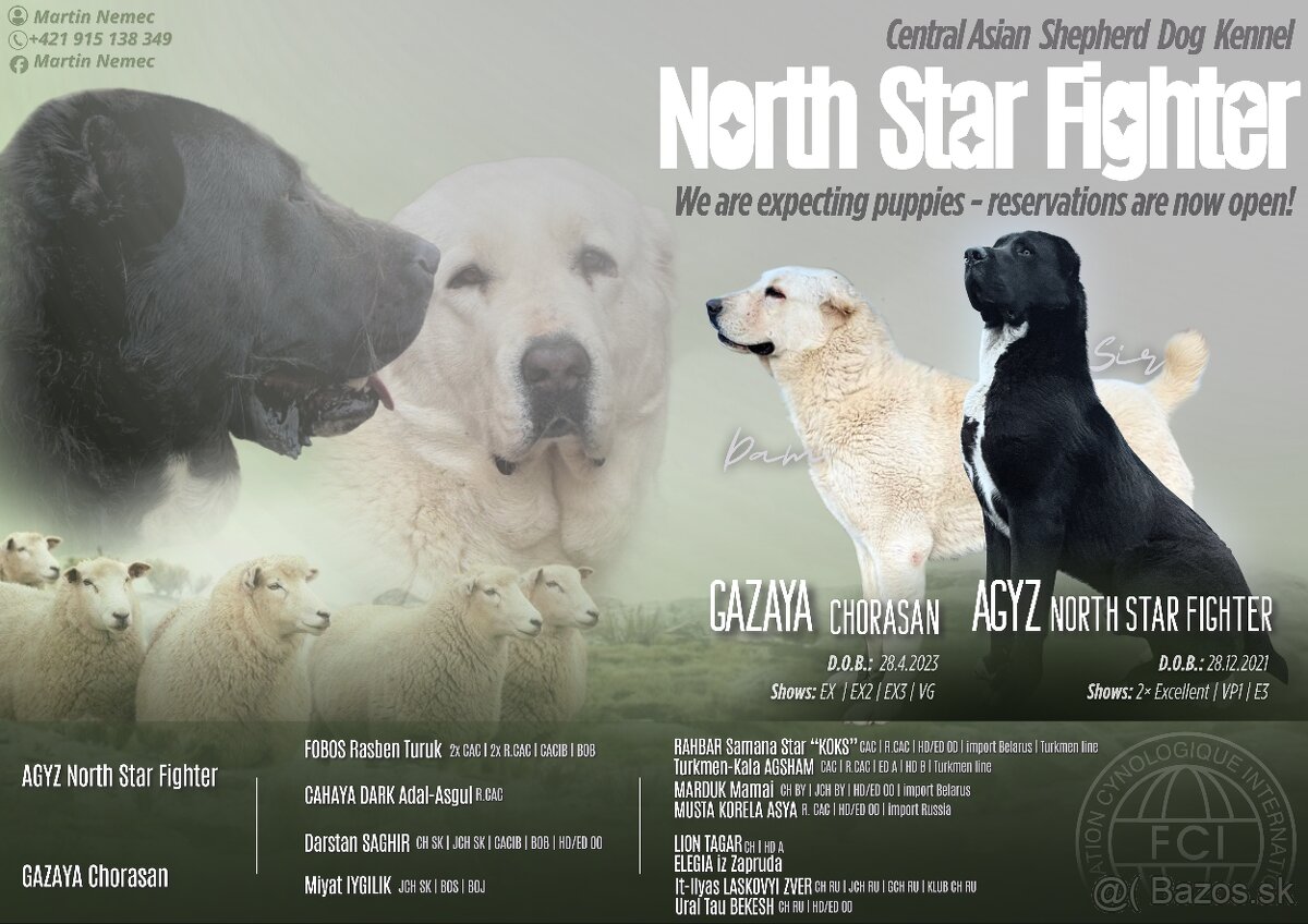 Stredoázijský ovčiak SAO