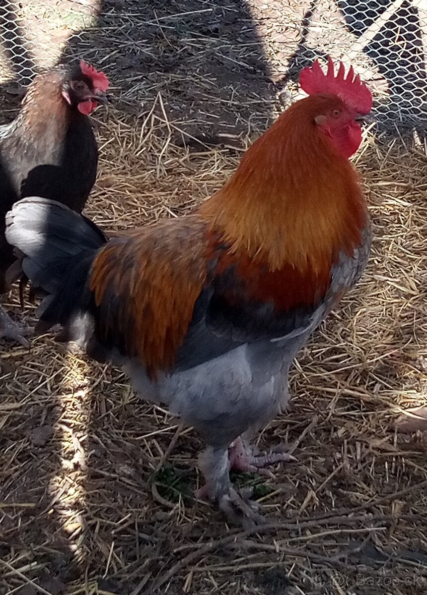 Marans modrý medenokrký