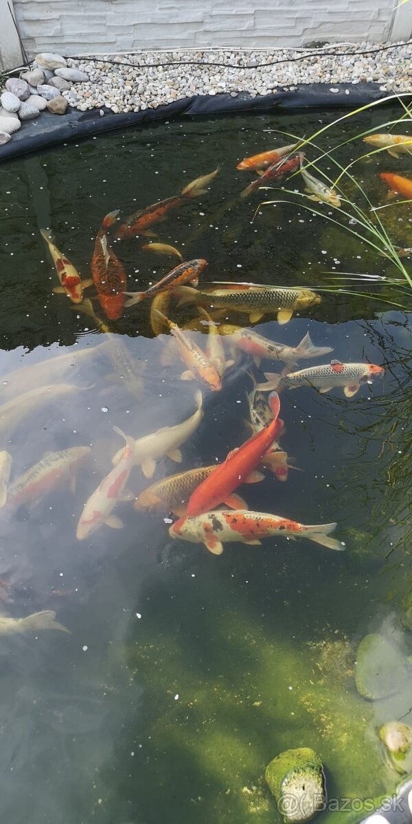 Koi kapor - ✅Koi kapre✅