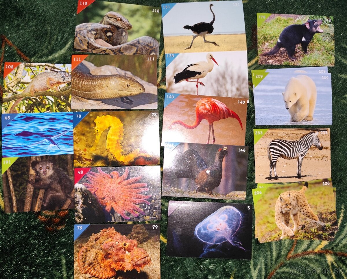 Animal Kingdom - nálepky