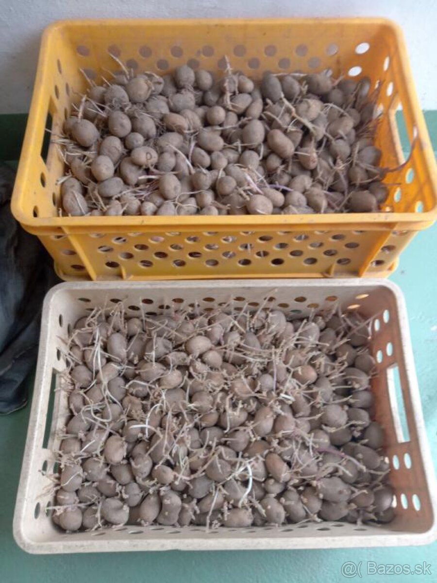Zemiaky na sadenie 0,70€ kilo
