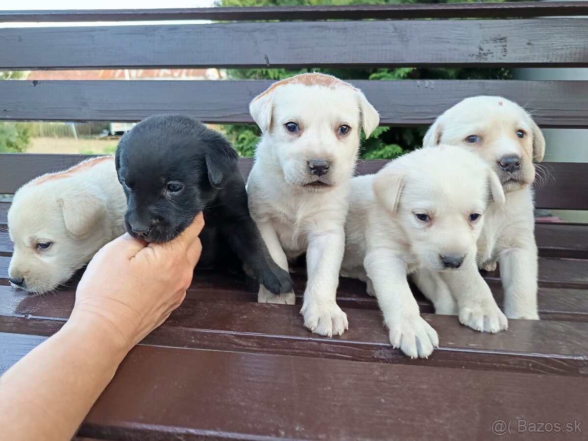 Labradorsky retriever