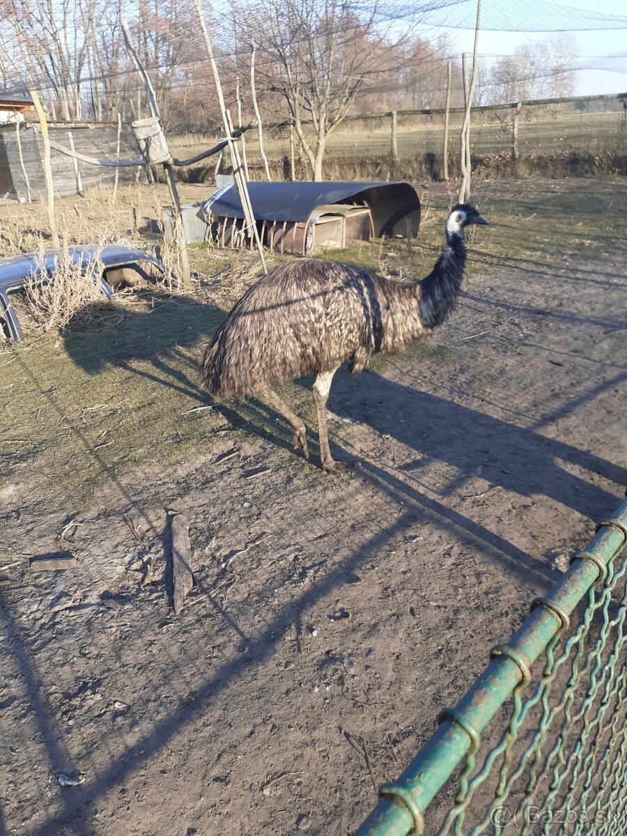 Pštros emu