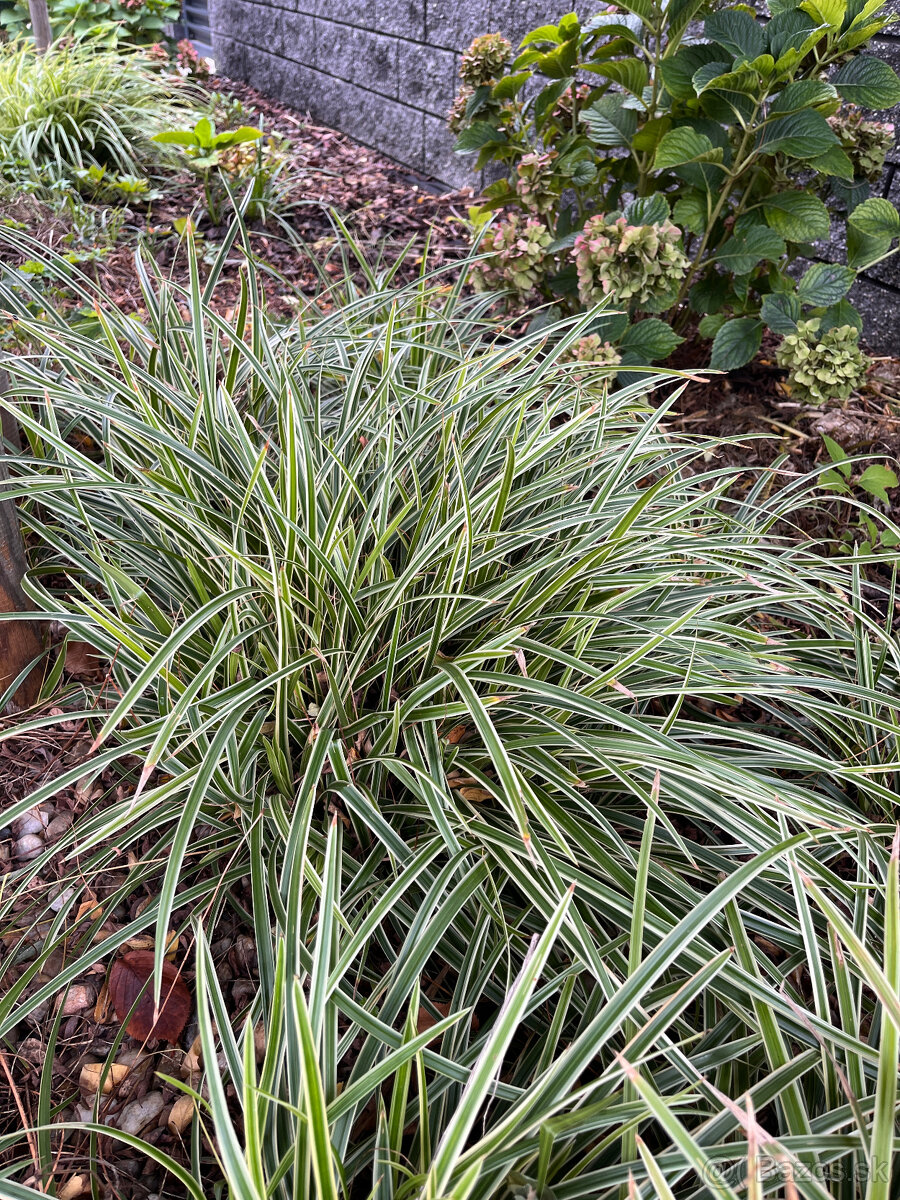 Carex morrowii ´Ice Dance´(okrasná tráva)