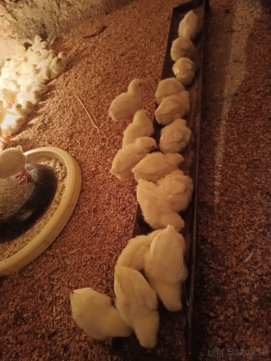 Nosnice Leghorn, sliepky, kury, kuriatka, kurčatá