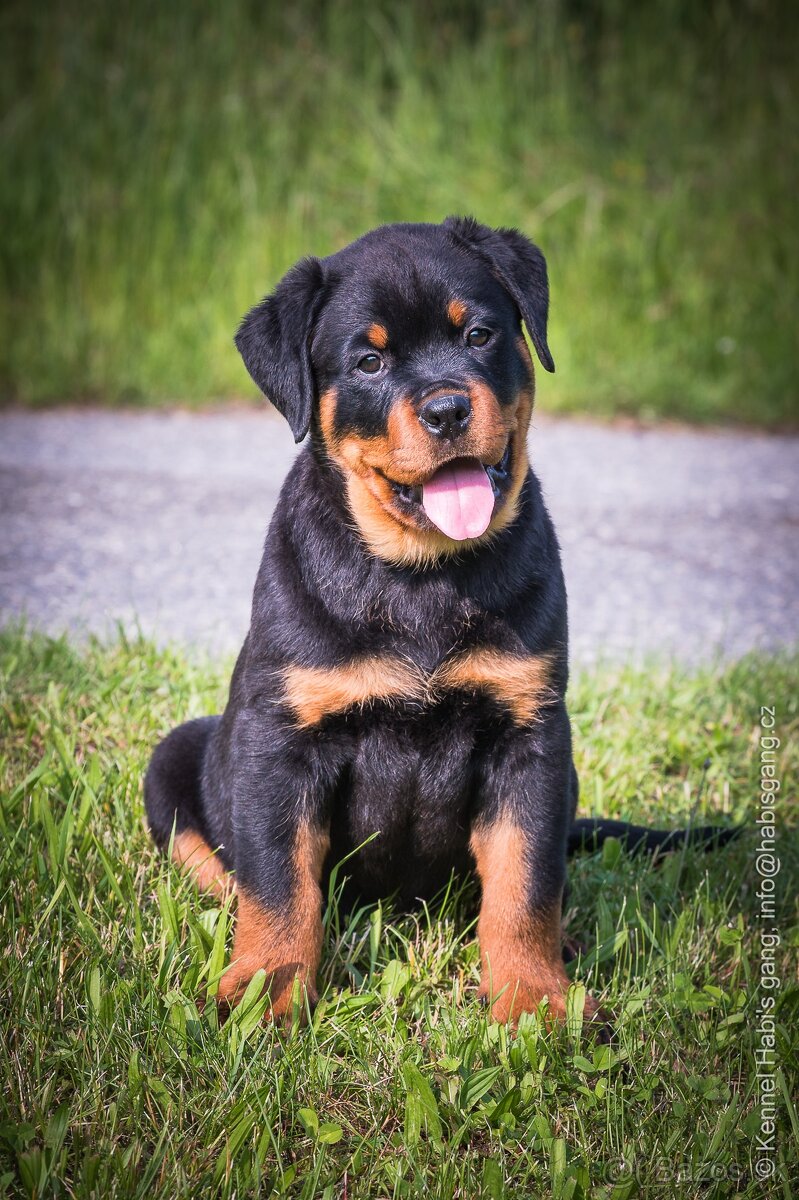 Rotvajler, rottweiler, RTW, s PP