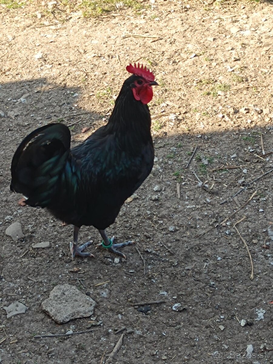 Australorpka
